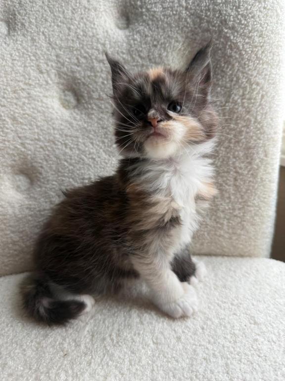 Han And Gina's Litter photo 22