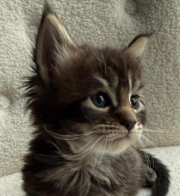 Han And Gina's Litter photo 27