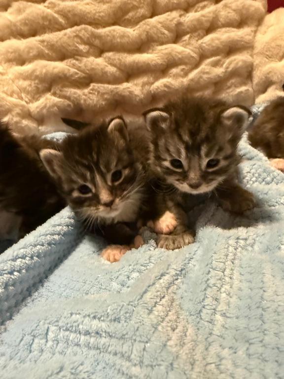 Han And Gina's Litter photo 34