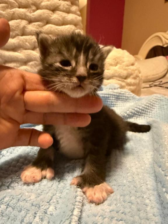 Han And Gina's Litter photo 35