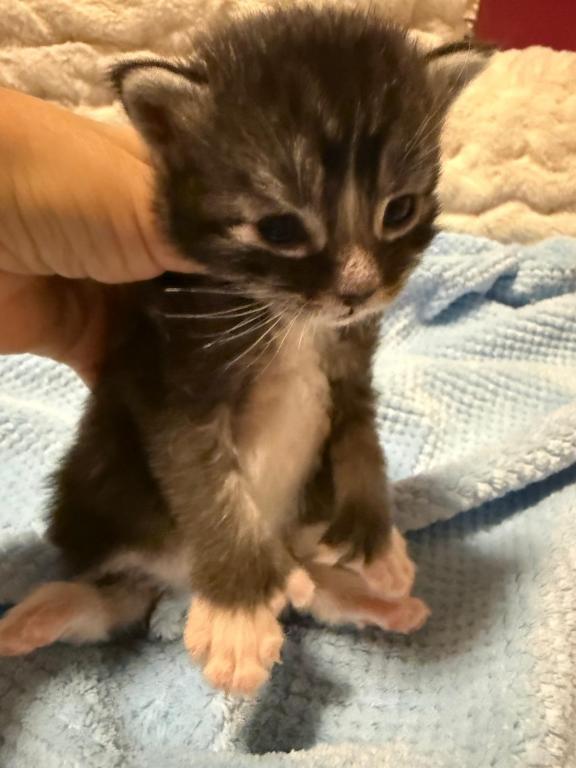 Han And Gina's Litter photo 36