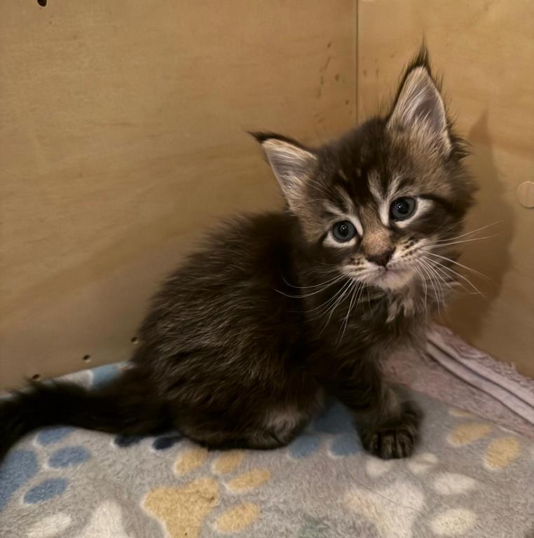 Han And Gina's Litter photo 29
