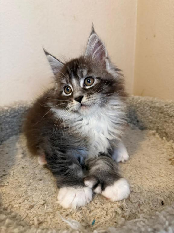 Han And Gina's Litter photo 13