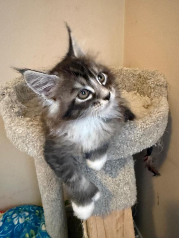 Han And Gina's Litter photo 4