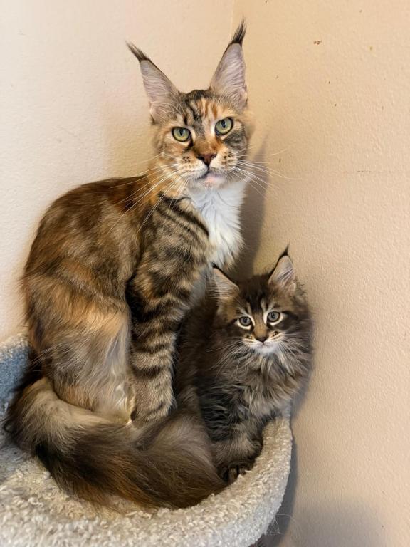 Han And Gina's Litter photo 2