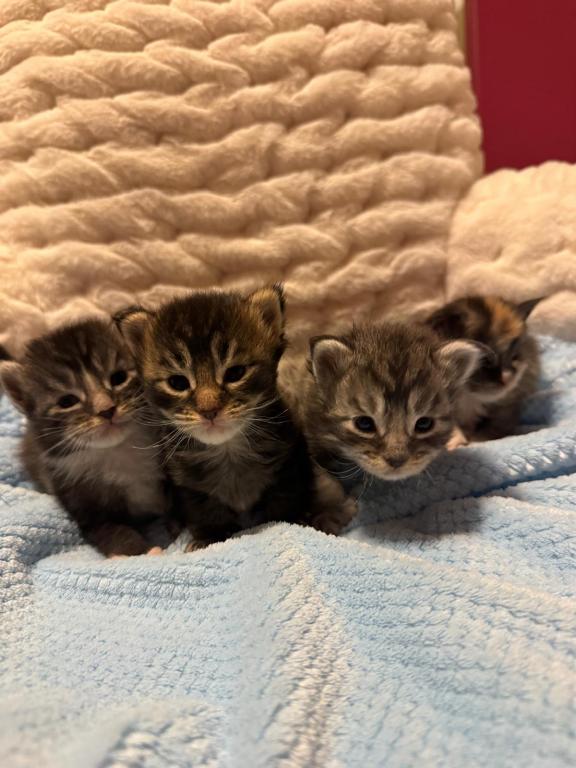 Han And Gina's Litter photo 32