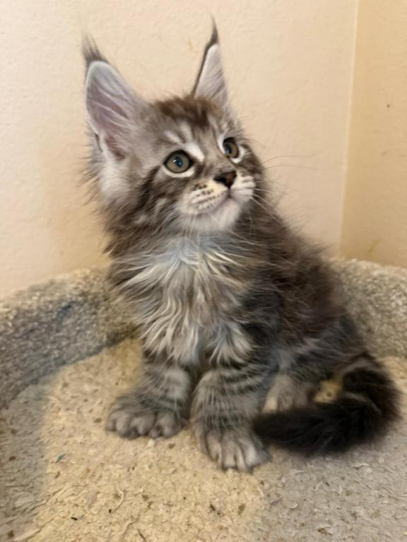 Han And Gina's Litter photo 10