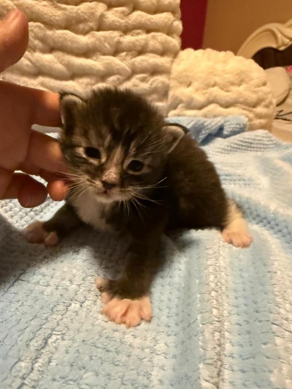 Han And Gina's Litter photo 33
