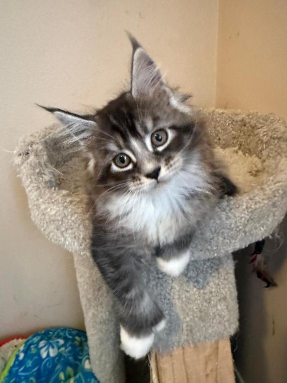 Han And Gina's Litter photo 5