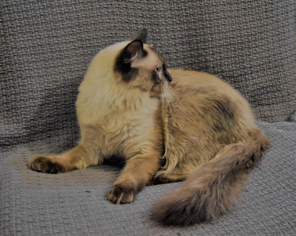 Sylvester photo 5