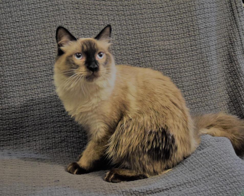 Sylvester photo 6