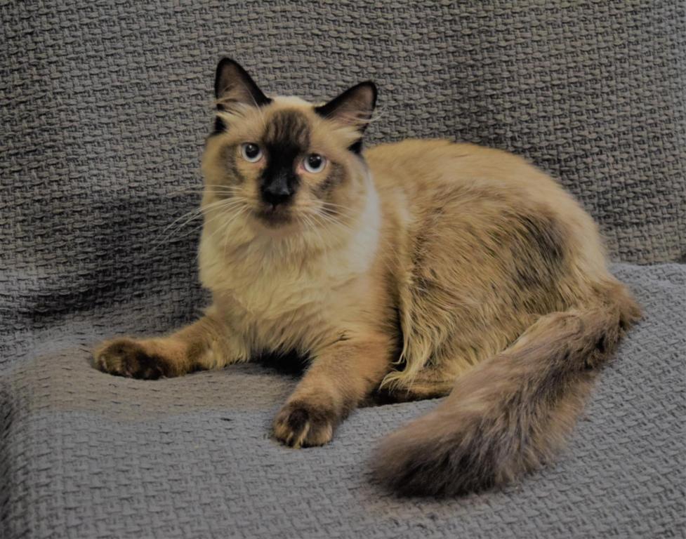 Sylvester photo 1