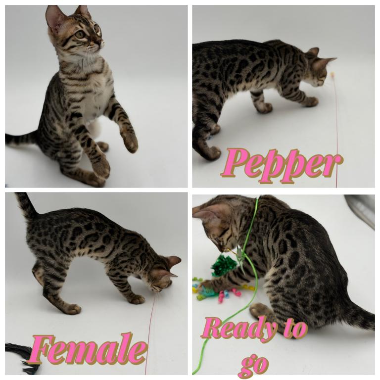 Pepper photo 1