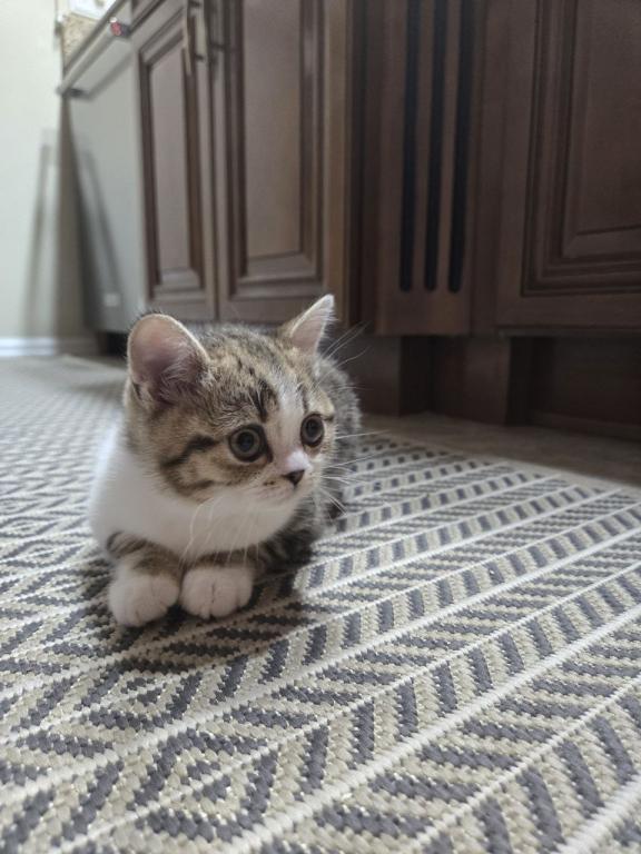 Cleo photo 12