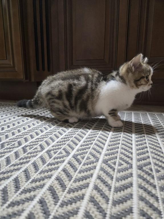 Cleo photo 13