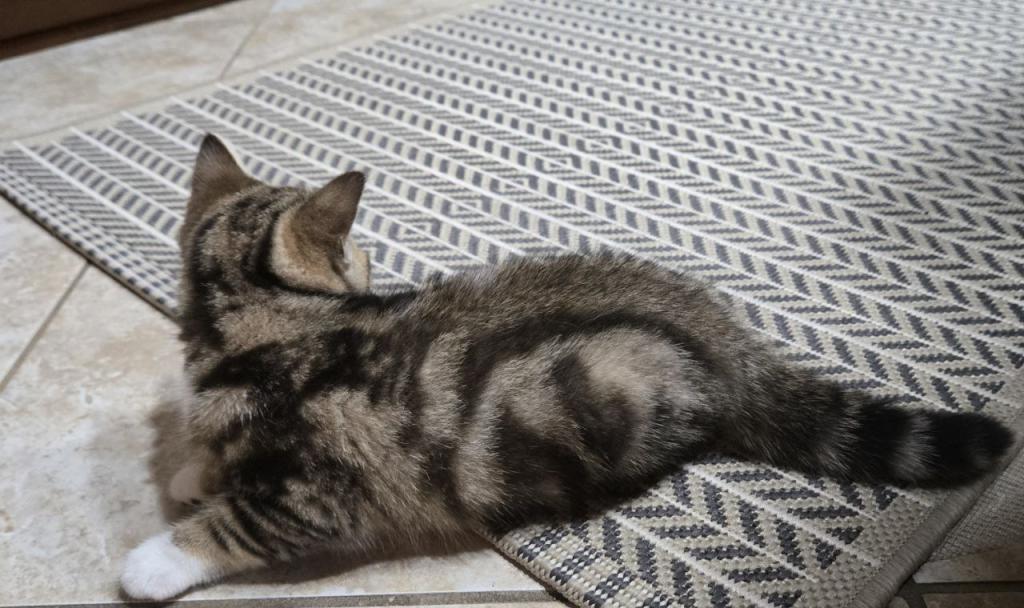Cleo photo 15