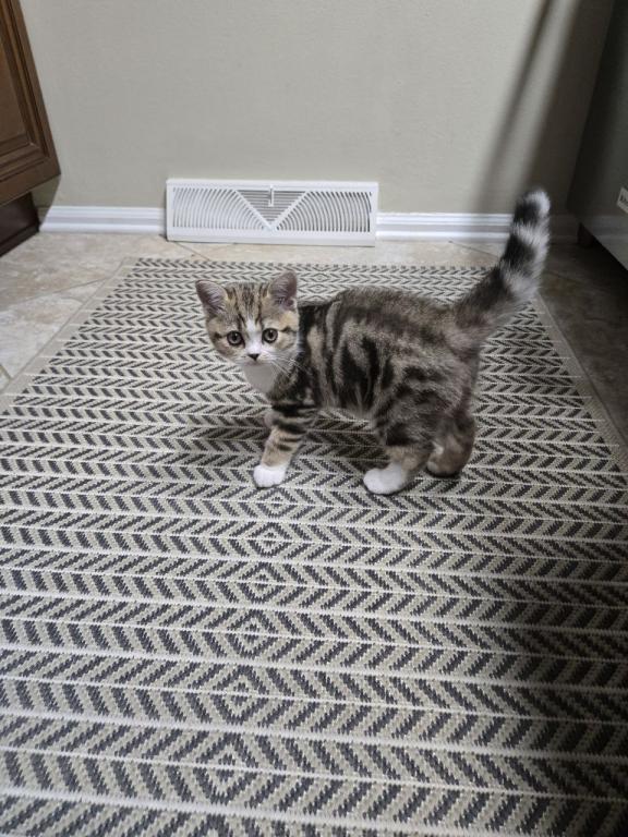 Cleo photo 11