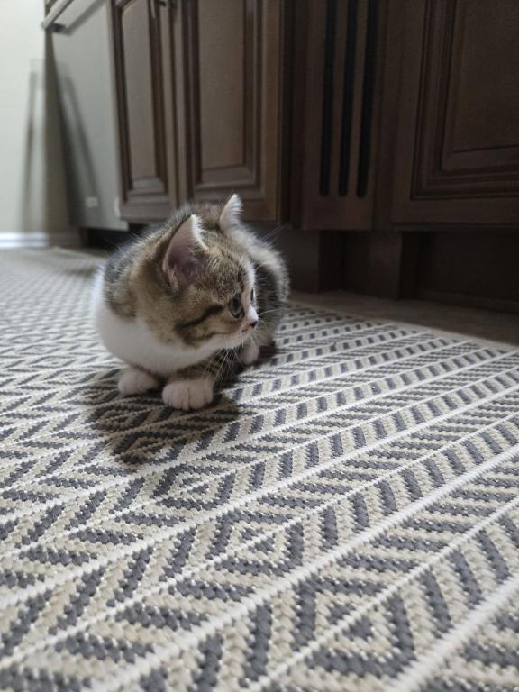 Cleo photo 8