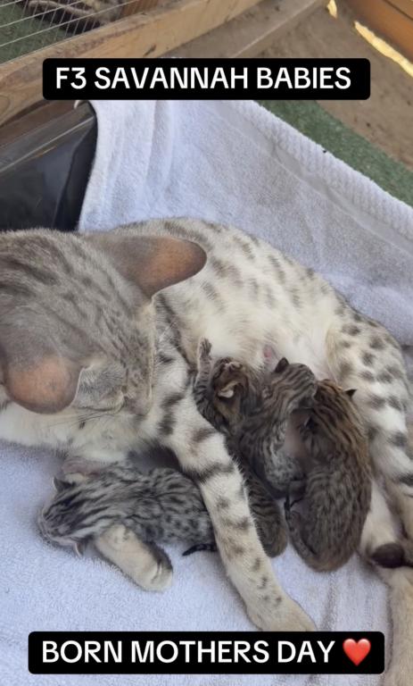 F3 SAVANNAH LITTER OF 4 photo 6