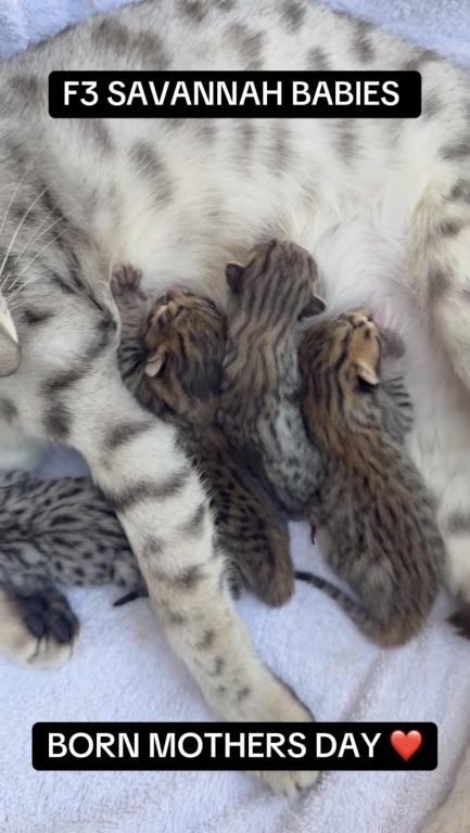 F3 SAVANNAH LITTER OF 4 photo 1