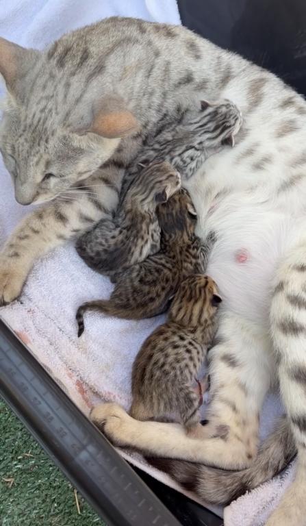 F3 SAVANNAH LITTER OF 4 photo 3