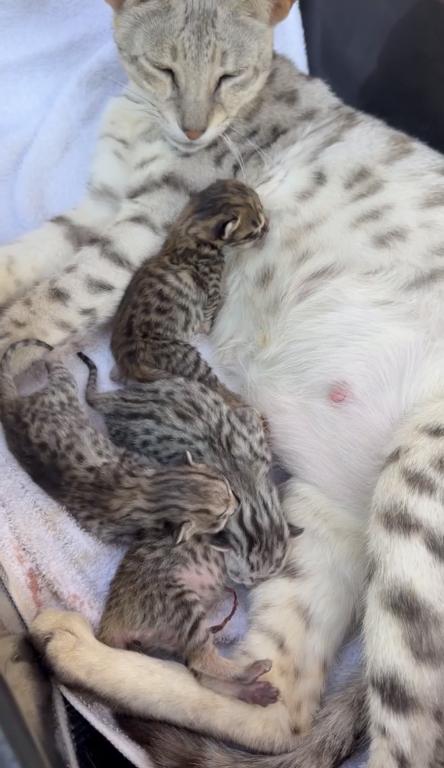 F3 SAVANNAH LITTER OF 4 photo 4