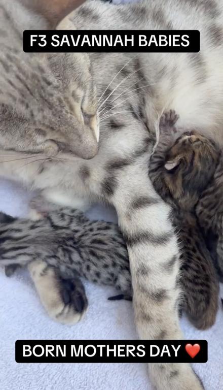 F3 SAVANNAH LITTER OF 4 photo 7
