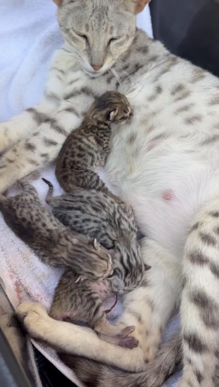 F3 SAVANNAH LITTER OF 4 photo 5