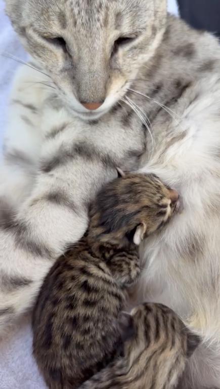 F3 SAVANNAH LITTER OF 4 photo 8