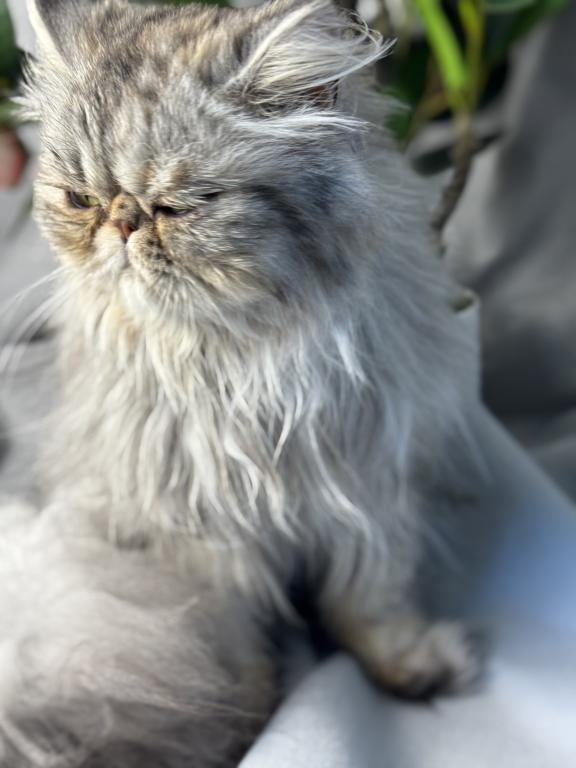 SP04 Opal Silver Shaded Tortie Smoke Available photo 3