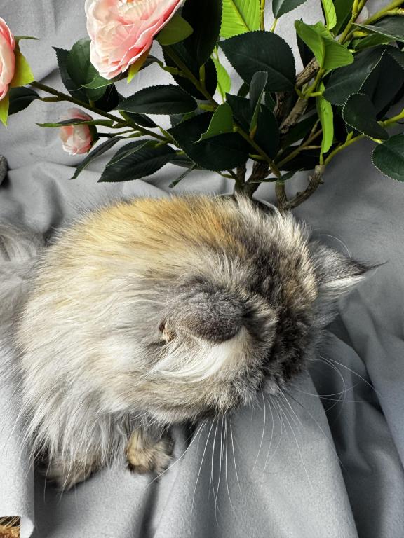 SP04 Opal Silver Shaded Tortie Smoke Available photo 4