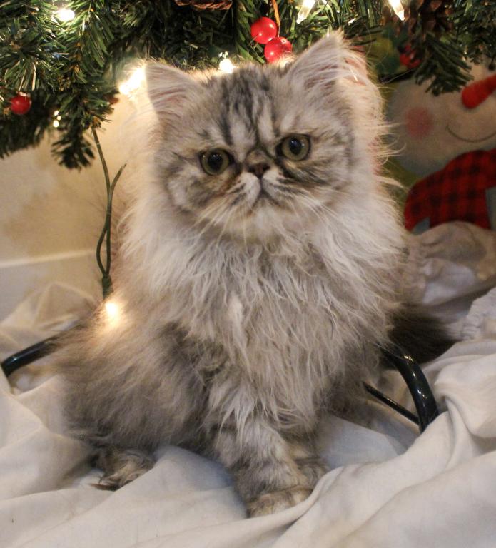 SP04 Opal Silver Shaded Tortie Smoke Available photo 10