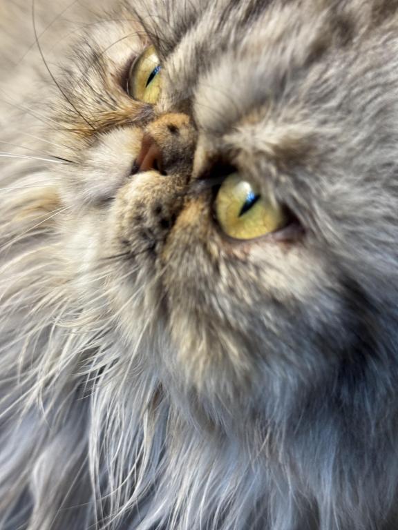 SP04 Opal Silver Shaded Tortie Smoke Available photo 1