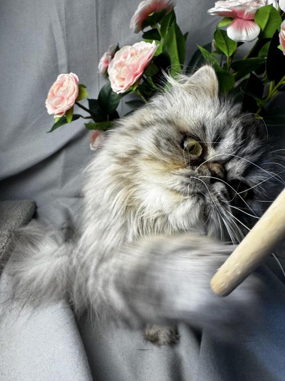 SP04 Opal Silver Shaded Tortie Smoke Available photo 9