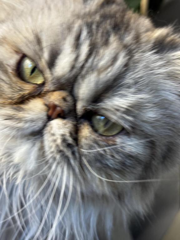 SP04 Opal Silver Shaded Tortie Smoke Available photo 2