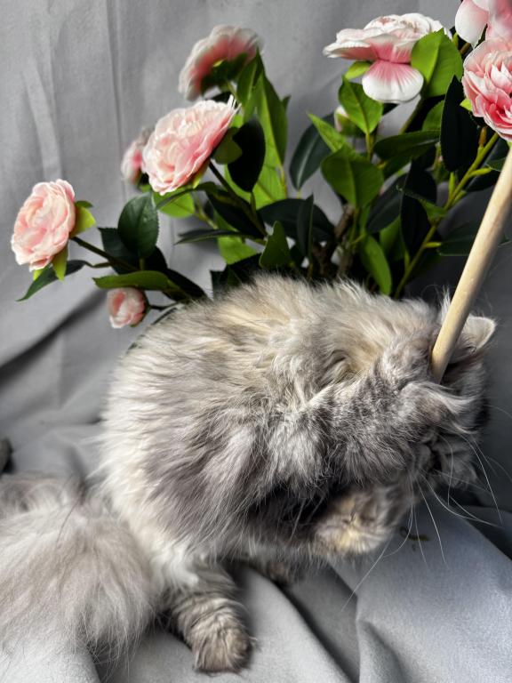 SP04 Opal Silver Shaded Tortie Smoke Available photo 5