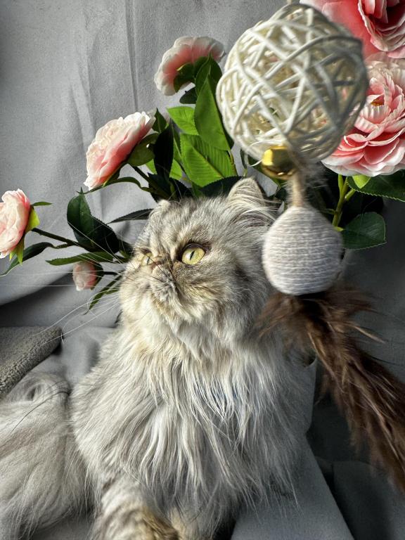 SP04 Opal Silver Shaded Tortie Smoke Available photo 6