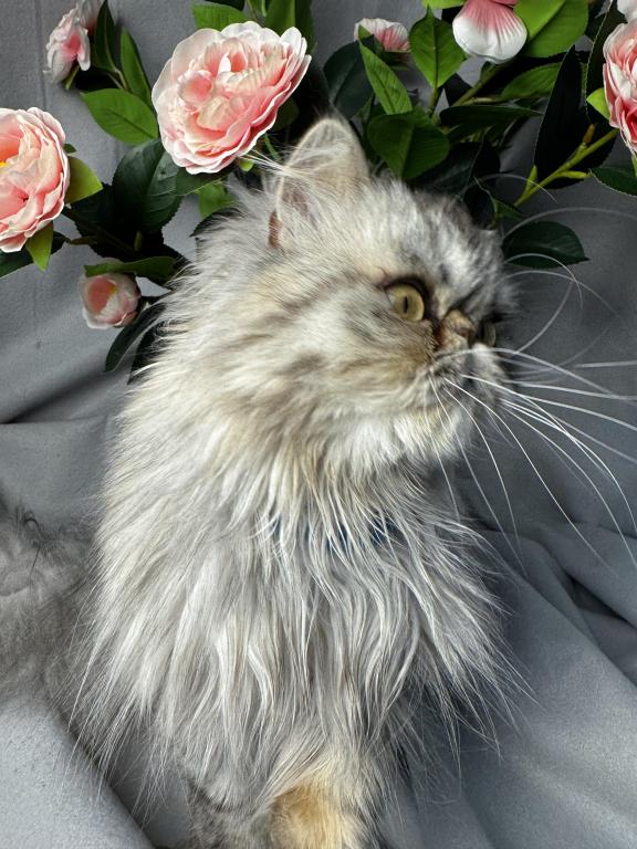 SP04 Opal Silver Shaded Tortie Smoke Available photo 8