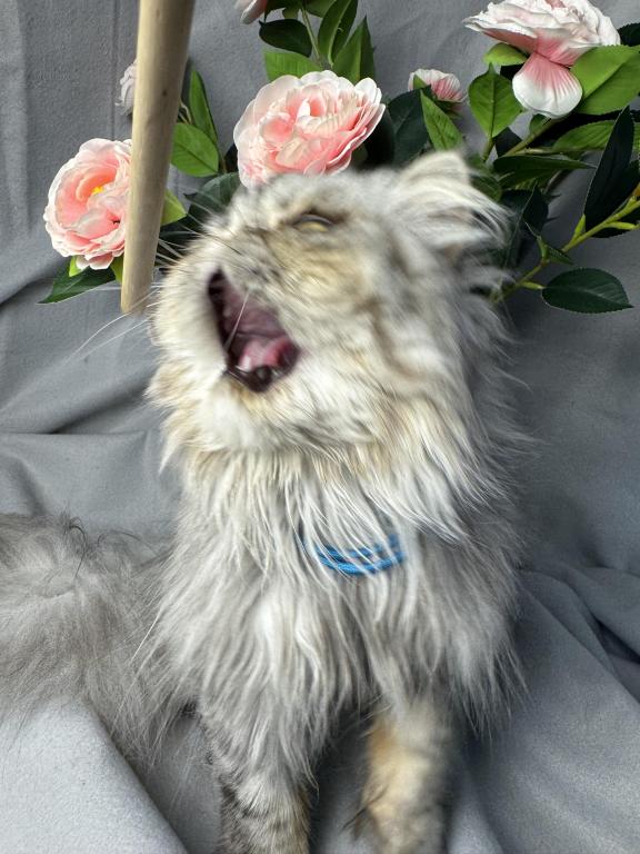 SP04 Opal Silver Shaded Tortie Smoke Available photo 7