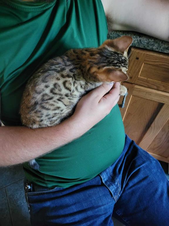 Purebred Bengal Kitten photo 1