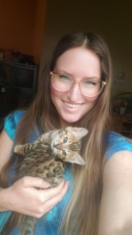 Purebred Bengal Kitten photo 14