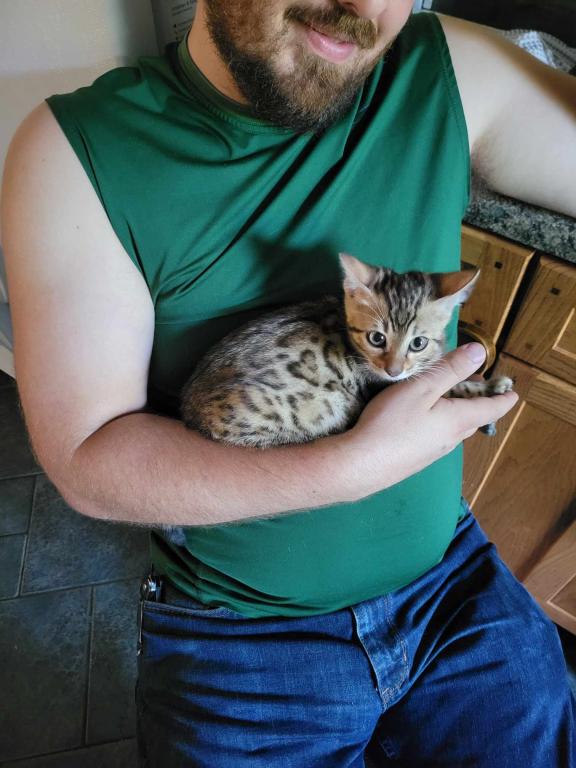 Purebred Bengal Kitten photo 11