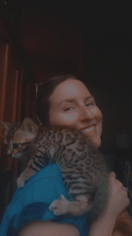 Purebred Bengal Kitten photo 19