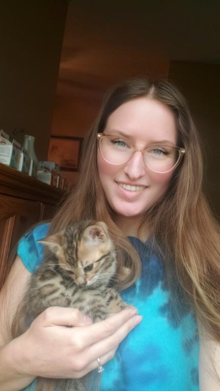 Purebred Bengal Kitten photo 29