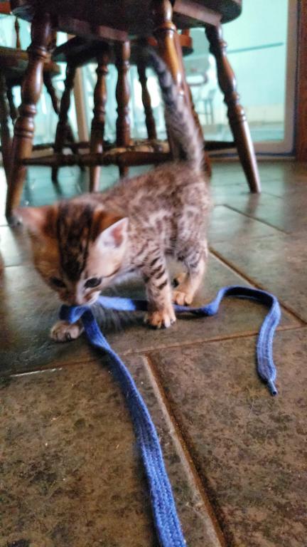 Purebred Bengal Kitten photo 32
