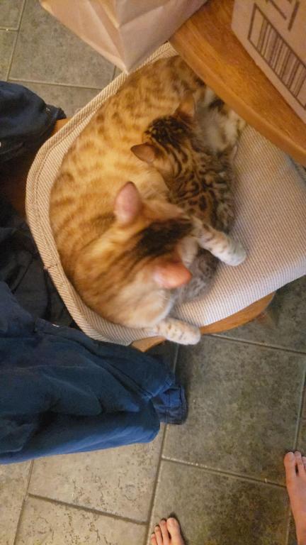 Purebred Bengal Kitten photo 5