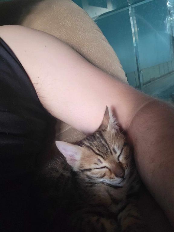 Purebred Bengal Kitten photo 2