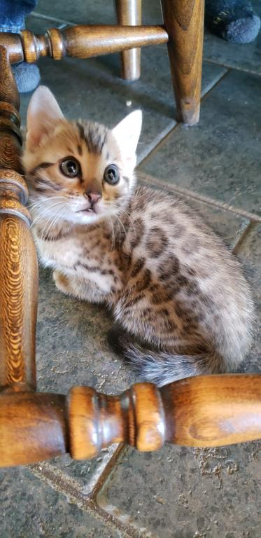 Purebred Bengal Kitten photo 12