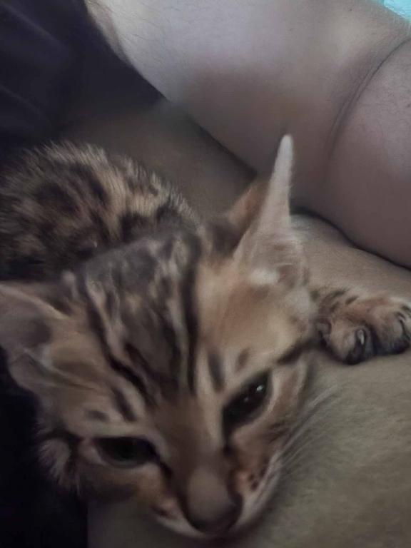 Purebred Bengal Kitten photo 3