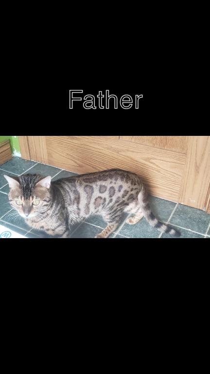 Purebred Bengal Kitten photo 8